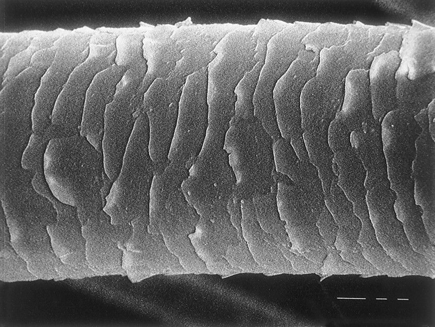 Как выглядит человеческий волос под микроскопом