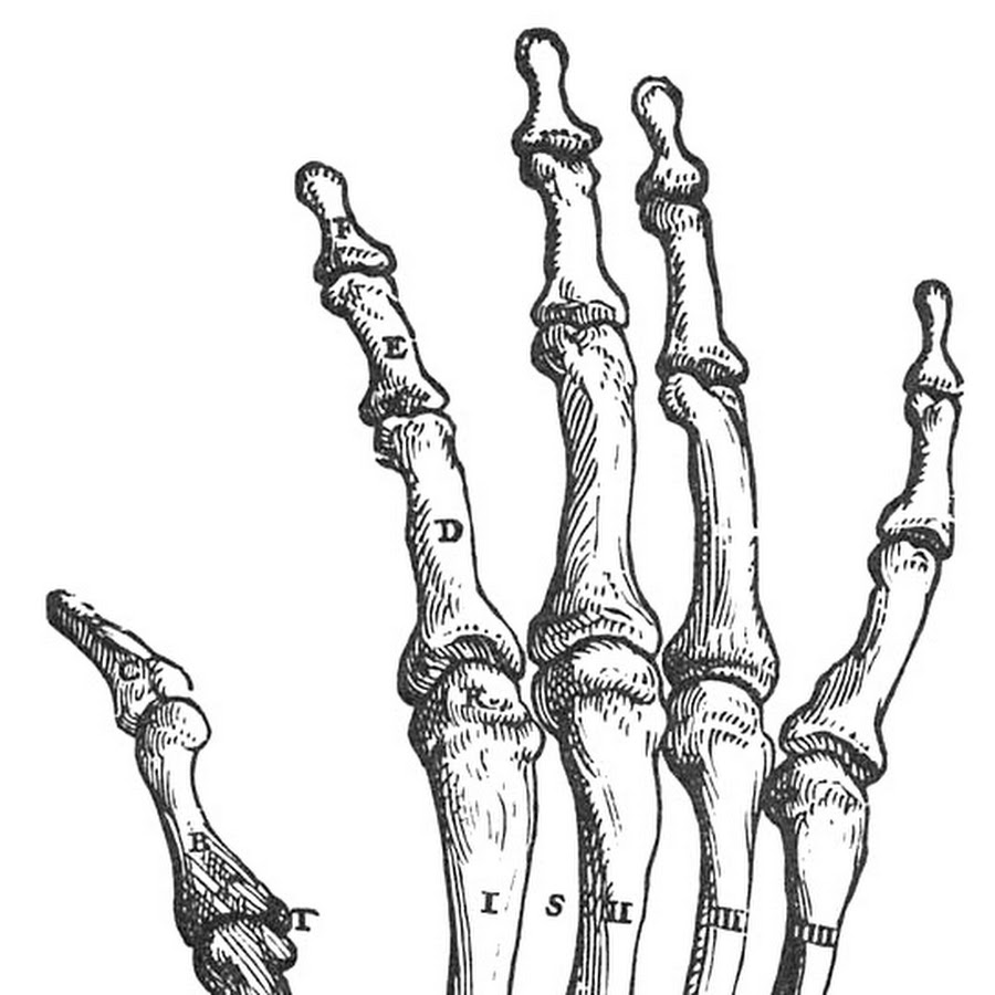 Рисунок кисти кости кисти